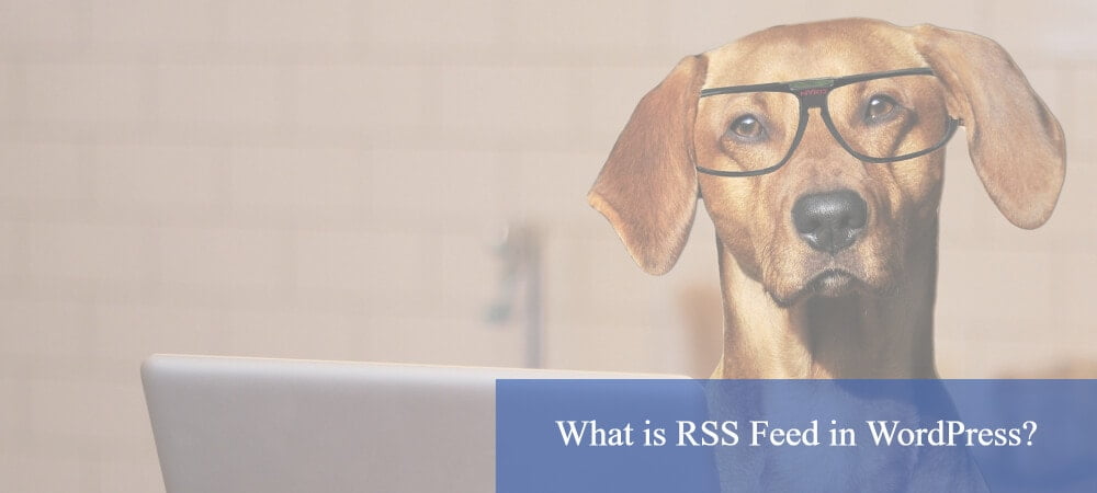 what is rss feed in wordpress